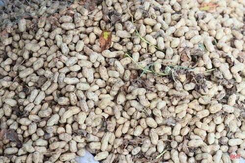 Ông Trần Hợp (thôn Xuân Hải, xã Lộc Hà) cho biết: “Sau khi thu hoạch, chúng tôi tiến hành phơi lạc ngay tại ruộng để bảo đảm chất lượng. Năng suất lạc năm nay dự kiến khoảng 1,5 - 2 tạ lạc khô/sào. Hiện gia đình mới thu hoạch được vài ngày nên đang tập trung cho việc phơi phóng, sau đó mới khảo sát giá và bán cho thương lái”.