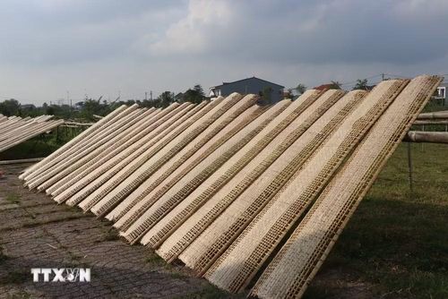 Bánh ram phơi không được quá nắng vì sẽ giòn, dễ gãy, phơi đúng độ thì sẽ được bánh dẻo, ngon. (Ảnh: Hoàng Ngà/TTXVN)