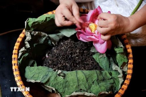 Nghệ nhân tỉ mỉ tách gạo sen để ướp trà theo phương pháp truyền thống - công đoạn đòi hỏi sự khéo léo và kiên nhẫn nhằm lưu giữ hương thơm thanh khiết của sen Tây Hồ. (Ảnh: Phạm Tuấn Anh/TTXVN)