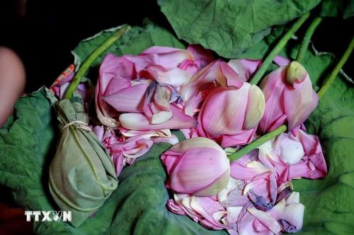 Cánh sen sau khi tách gạo được lưu giữ để phục vụ các công đoạn chế biến và trang trí không gian thưởng trà. (Ảnh: Phạm Tuấn Anh/TTXVN)