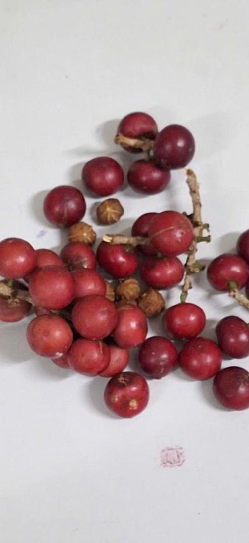 Quả học sinh ăn, có thể dẫn đến ngộ độc.