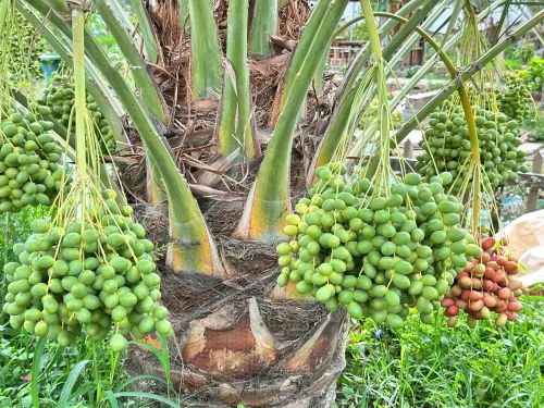  Hiện, khu vườn của anh Đinh Nhựt Hòa đã có hơn 100 cây chà là Barhi trái vàng và giống Khenaizy trái đỏ - Ảnh: Bùi Nguyên 