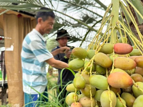  Chà là chín có vị ngọt thanh, giòn và mọng nước khi ăn tươi - Ảnh: Bùi Nguyên 