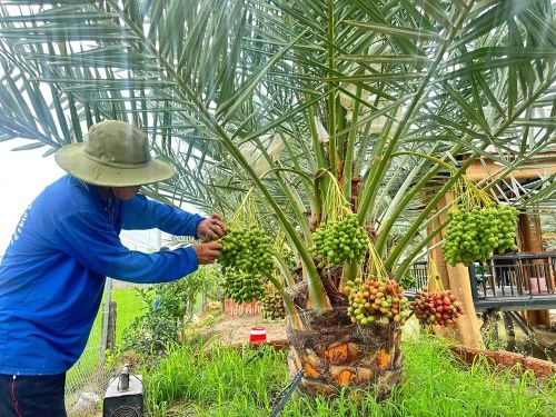  Giai đoạn cực nhất vẫn là thụ phấn cho cây - Ảnh: Bùi Nguyên 