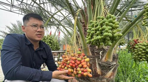  Anh Đinh Nhựt Hòa bên vườn chà là đang chuẩn bị thu hoạch - Ảnh: Bùi Nguyên 