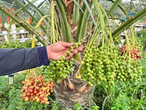  Mỗi cây trưởng thành có thể cho khoảng 150kg trái/năm và chia thành 3 vụ - Ảnh: Bùi Nguyên 