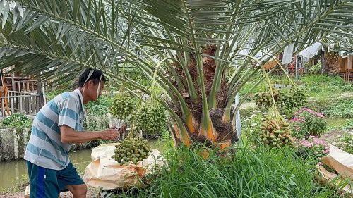  Công đoạn lặt bớt những trái nhỏ hoặc méo để giữ lại trái đẹp - Ảnh: Bùi Nguyên 