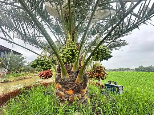  Mỗi cây chà là cho trái từ 8-10 quài - Ảnh: Bùi Nguyên 