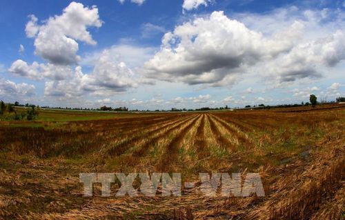 Những cánh đồng tại xã Lương Tâm chưa xuống giống lúa vụ Hè Thu do thiếu nước làm đất. Ảnh: Duy Khương – TTXVN