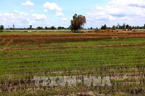 Những cánh đồng tại xã Lương Tâm chưa xuống giống lúa vụ Hè Thu do thiếu nước làm đất. Ảnh: Duy Khương – TTXVN