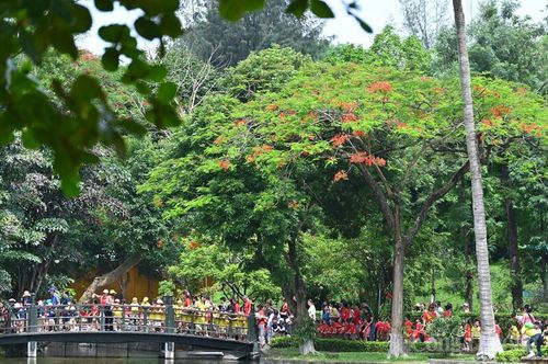 Khuôn viên Khu di tích Chủ tịch Hồ Chí Minh rực rỡ sắc hoa phượng đỏ giữa mùa hè 2026. Ảnh: Nam Nguyễn