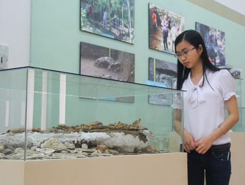 Không gian trưng bày di cốt người cổ thuộc di chỉ Bàu Dũ ở tầng 3 Bảo tàng Quảng Nam cũ (nay là Bảo tàng Đà Nẵng cơ sở 2). ẢNH: THUẬN TRIỀU