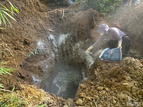 Vôi bột rắc dày khu vực tiêu hủy lợn bệnh.
