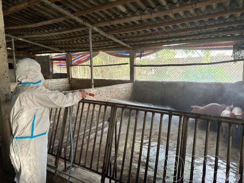 Việc khử trùng chuồng trại chăn nuôi được duy trì liên tục trong nhiều ngày.