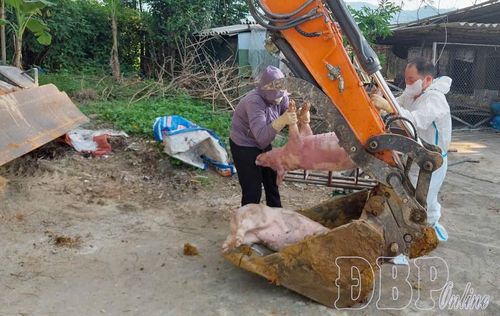 Người dân xã Thanh Nưa thực hiện tiêu hủy lợn nhiễm bệnh DTLCP.