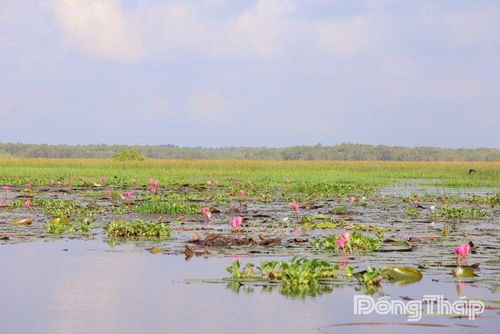 Những mảng xanh ngập nước tại Vườn Quốc gia Tràm Chim đang dần hồi sinh, tạo môi trường sinh sống cho nhiều loài chim nước đặc hữu.