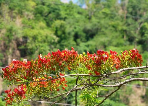 Màu hoa đỏ thẳm nổi bật trên nền rừng xanh thắm. Ảnh: Minh Châu