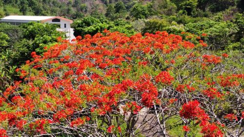 Phượng nở rực báo hiệu hè về giữa núi rừng. Ảnh: Duy Maya