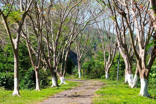 Hai hàng phượng trên đường dẫn vào Nhà máy thủy điện H'Chan. Ảnh: Minh Châu