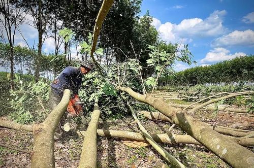 Công ty TNHH MTV Cao su Mang Yang tổ chức cắt hạ cây cao su ở các vị trí quy hoạch khu tái định cư tại xã Ia Băng để bàn giao mặt bằng cho đơn vị thi công. Ảnh: Minh Phương