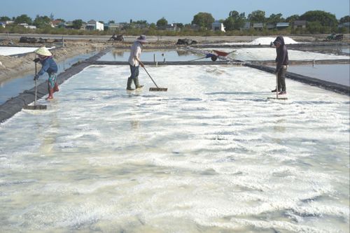 Muối trải bạt được thu mua với giá khoảng 1.300 đồng/kg, cao hơn muối đất khoảng 300 đồng/kg