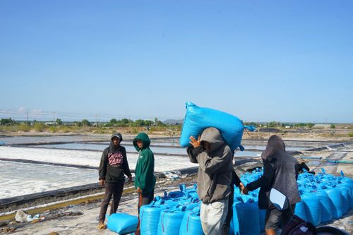 Không khí nhộn nhịp trên cánh đồng muối mùa thu hoạch