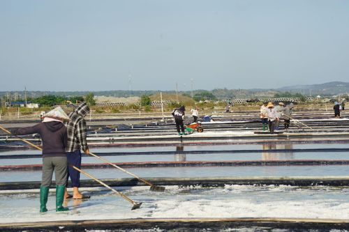 Nhộn nhịp trên cánh đồng muối của HTX Muối Thanh Phong, xã Tân Thành