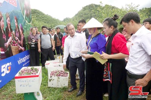 Ban giám khảo cân số lượng mận hái được của các đội.