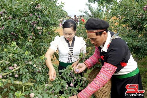 Các thí sinh tham gia phần thi hái mận.