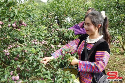 Thí sinh hào hứng khi chọn được cây mận trĩu quả chín.
