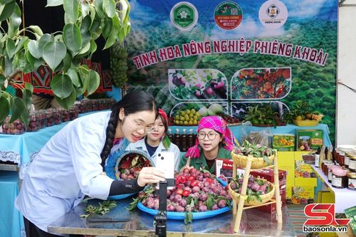 Đoàn viên thanh niên livestream quảng bá sản phẩm mận hậu Phiêng Khoài trên mạng xã hội.