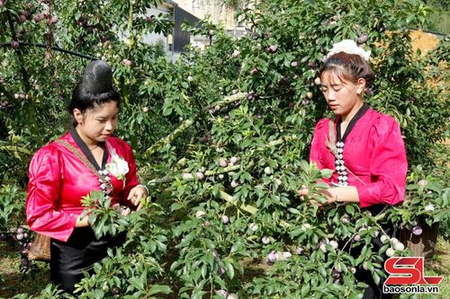 Các đội thi lựa chọn hái những quả to đẹp, chín; không được trèo, rung cây, hái quả xanh.