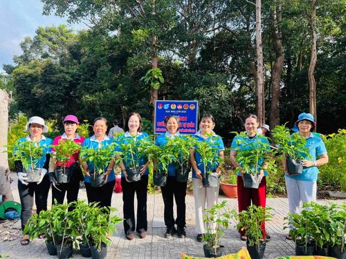  Những cây Huỳnh Liên được chuẩn bị cho ngày lễ ra quân. 