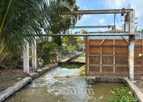Toàn xã Châu Thới hiện có 11 trạm bơm nước, đảm bảo chủ động nguồn nước phục vụ sản xuất, tạo điều kiện thuận lợi cho nông dân bước vào vụ lúa Hè Thu đúng lịch thời vụ.