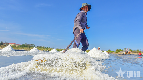  Muối được diêm dân gom thành từng đống nhỏ trên cánh đồng.