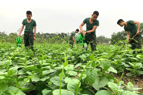 Chiến sĩ trẻ thuộc Trung đội 1, Đại đội 2, Tiểu đoàn 2, Lữ đoàn Pháo binh 168 chăm sóc rau xanh.
