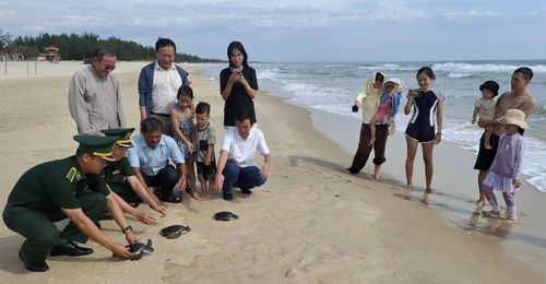 Thả 3 cá thể Vích về môi trường biển