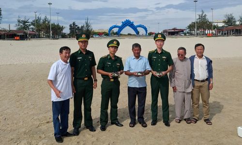 Thả 3 cá thể Vích quý hiếm mắc lưới ngư dân về biển