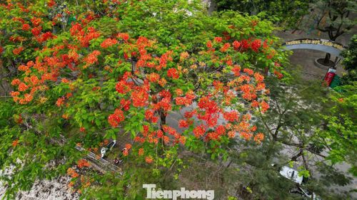  Phượng vĩ cũng đang vào mùa nở rộ, nhuộm đỏ nhiều tuyến phố Hà Nội. 