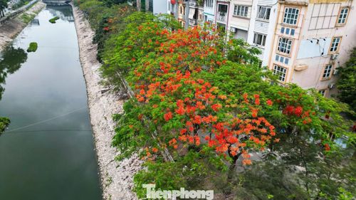 Những tán phượng đỏ nổi bật bên dòng sông Tô Lịch, tạo điểm nhấn cho cảnh quan đô thị.