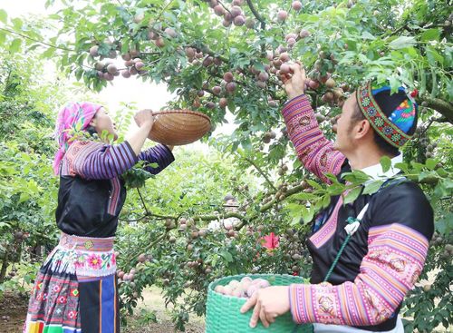 Người dân xã Lóng Phiêng được mùa mận hậu.