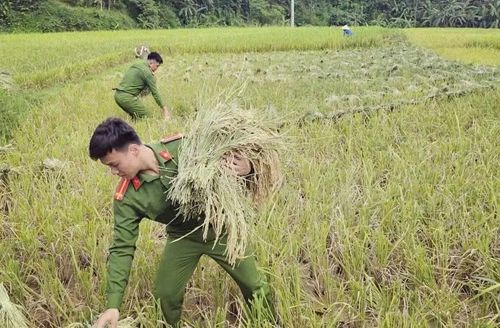 Thiếu tá Ninh Viết Tân, Phó trưởng Công an xã Cẩm Tân cho biết: “Với tinh thần gần dân, sát dân, lực lượng Công an xã luôn xác định việc hỗ trợ nhân dân trong mùa vụ là hoạt động thiết thực, góp phần giúp bà con giảm bớt khó khăn trong lao động sản xuất. Trong các đợt hỗ trợ, đơn vị ưu tiên giúp đỡ các hộ gia đình neo đơn, thiếu sức lao động, hoàn cảnh khó khăn để bà con yên tâm thu hoạch mùa màng”.