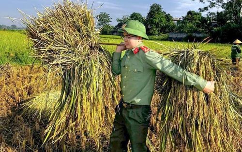  Tuổi trẻ Công an xã Cẩm Tân giúp các hộ gia đình thu hoạch, đưa lúa về nhà. 