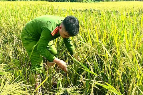 Tại các xã Cẩm Tân, Quý Lương, Cổ Lũng và Thanh Quân, đoàn viên thanh niên Công an xã đã hỗ trợ gặt, tuốt lúa, vận chuyển và đưa thóc, lúa về nơi tập kết cho các hộ dân.
