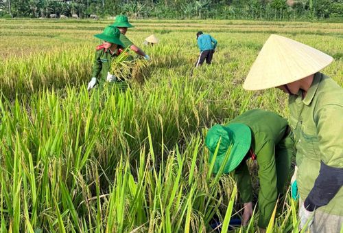 Công an xã Thanh Quân hỗ trợ người dân gặt lúa.