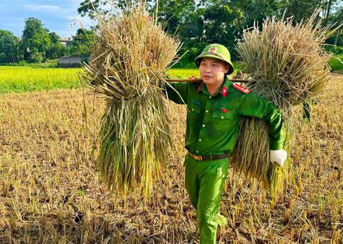 Công an xã Cẩm Tân giúp các hộ gia đình neo đơn, thiếu sức lao động thu hoạch lúa.