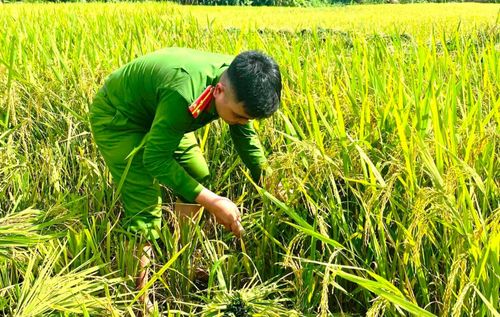 Công an xã Cổ Lũng hỗ trợ người dân thu hoạch lúa vụ chiêm xuân.