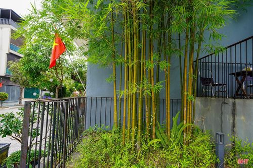Nhiều loại tre, trúc được người dân đưa vào trồng như tre mỡ, tre gai, tre lồ ô, tre vàng sọc, trúc đùi gà, trúc hóa long hay hóp cần câu… Đây đều là những giống cây dễ thích nghi, sinh trưởng tốt và phù hợp với nhiều không gian khác nhau.
