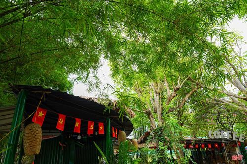 Tre hiện diện ở nhiều nơi trong đời sống: sau vườn, trước sân, bên hồ cá, trong công viên hay khuôn viên quán cà phê. Không chỉ là hình ảnh quen thuộc của làng quê Việt Nam, tre còn gợi cảm giác gần gũi, bình yên và mang đậm nét văn hóa truyền thống dân tộc.