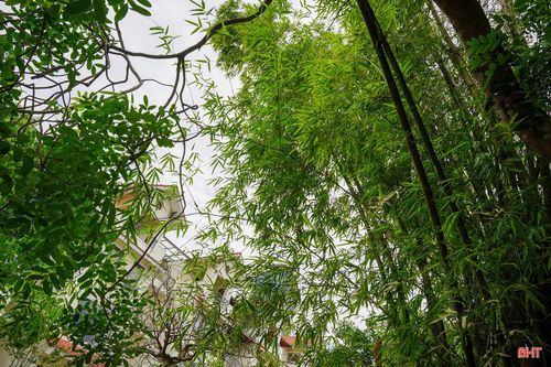 Anh Lê Văn Khánh (phường Thành Sen) chia sẻ: “Tiếng tre xào xạc trong gió mang lại cảm giác thư thái, nhẹ nhàng, giúp tôi hoài niệm về những ký ức tuổi thơ”.